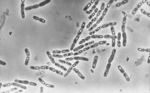 Posibles riesgos al usar Bacillus thuringiensis en tratamientos de control de plagas